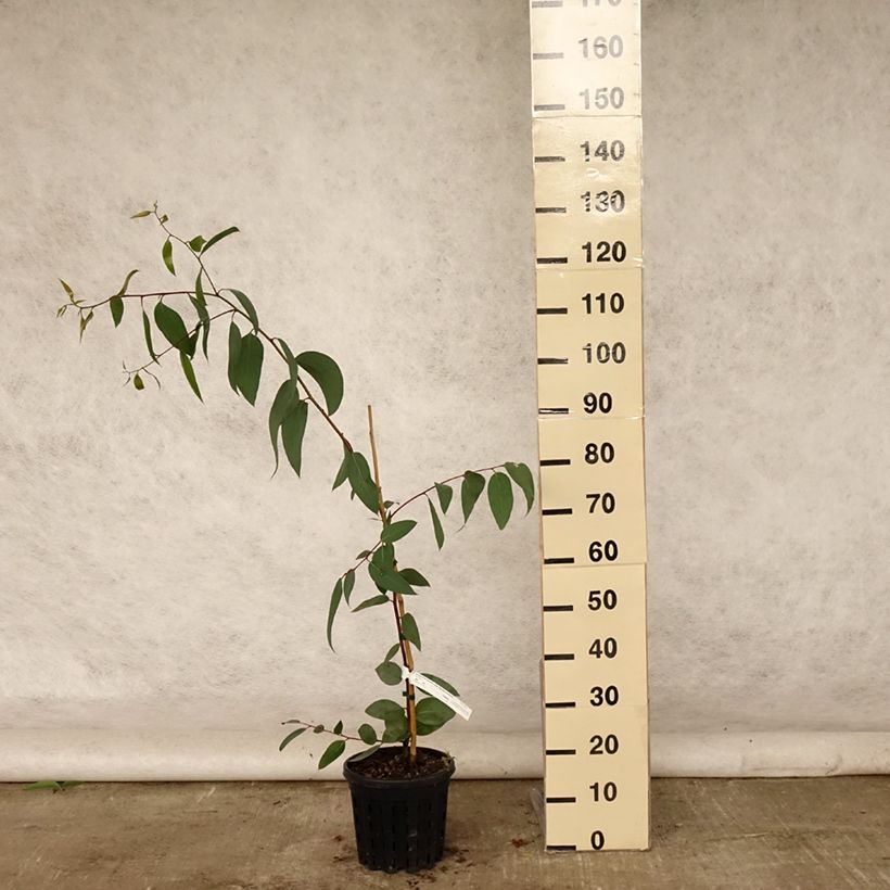 Exemplaar van Eucalyptus pauciflora subsp. pauciflora Adaminaby - Gomboom Pot van 4 l/5 l zoals geleverd in de zomer