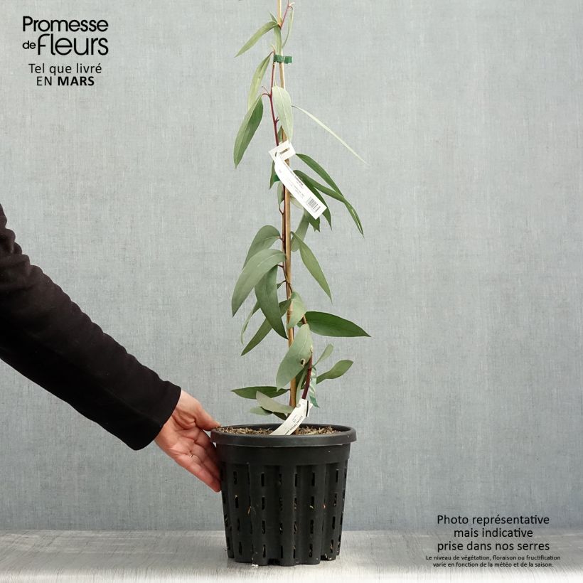 Exemplaar van Eucalyptus pauciflora subsp. pauciflora Adaminaby - Gomboom Pot van 4 l/5 l zoals geleverd in de lente