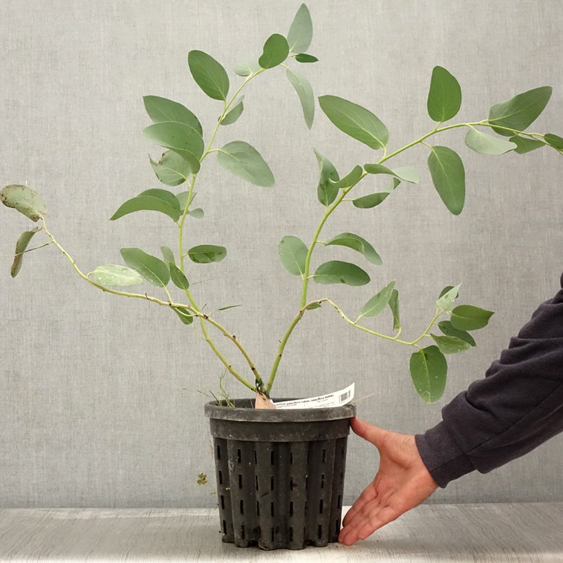 Exemplaar van Eucalyptus pauciflora subsp. pauciflora Buffalo - Gomboom Pot van 4 l/5 l zoals geleverd in de herfst
