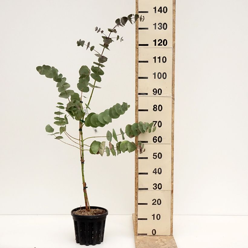 Exemplaar van Eucalyptus perriniana - Gommier de Perrin Pot de 4L/5L, Pot anti-chignon zoals geleverd in de winter