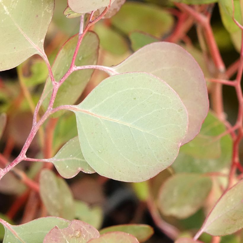 Eucalyptus polyanthemos - Gomboom (Blad)