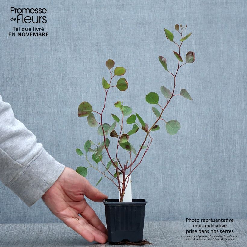 Exemplaar van Eucalyptus polyanthemos - Gomboom Kweekpotje van 8/9 cm zoals geleverd in de herfst
