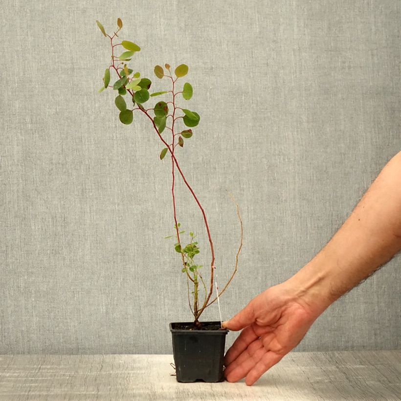 Example of Eucalyptus polyanthemos - Gomboom Kweekpotje van 8/9 cm as you get in printemps