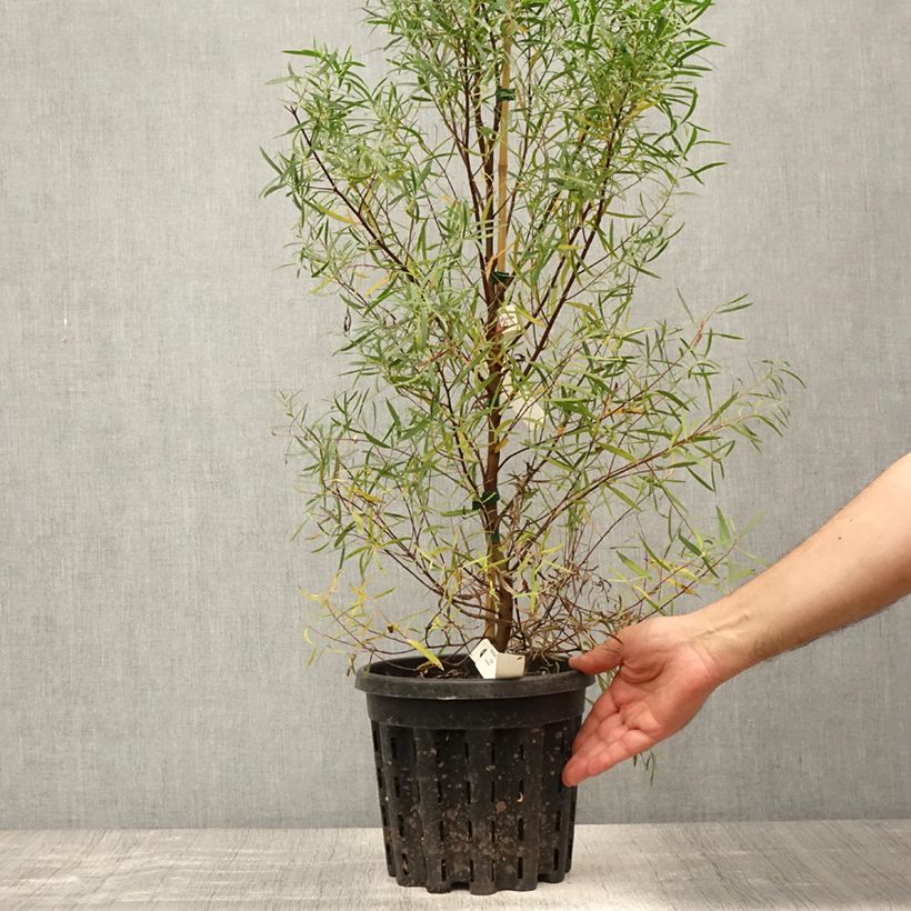 Exemplaar van Eucalyptus pulchella - Gomboom Pot van 4 l/5 l zoals geleverd in de zomer