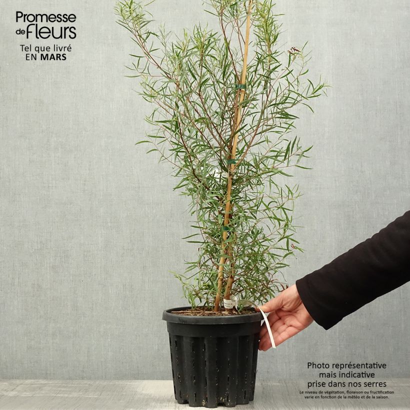Exemplaar van Eucalyptus pulchella - Gomboom Pot van 4 l/5 l zoals geleverd in de lente