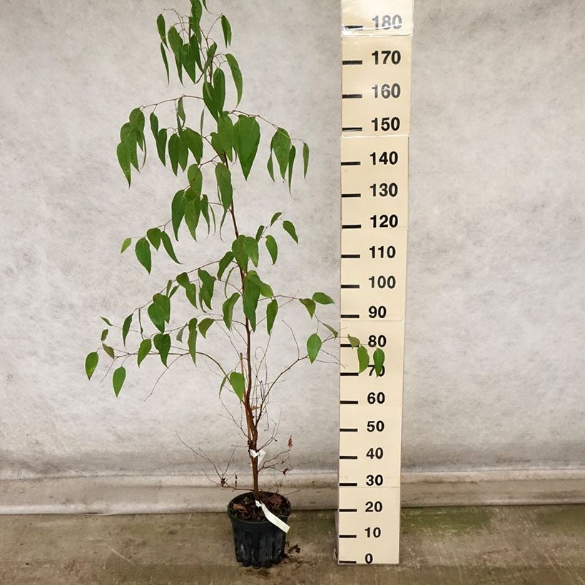 Exemplaar van Eucalyptus regnans - Reuzeneucalyptus Pot van 4 l/5 l zoals geleverd in de herfst