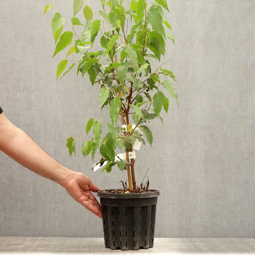 Exemplaar van Eucalyptus regnans - Reuzeneucalyptus Pot van 4 l/5 l zoals geleverd in de zomer