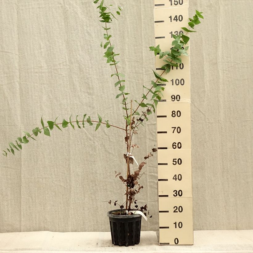 Exemplaar van Eucalyptus risdonii - Gomboom Pot van 4 l/5 l zoals geleverd in de herfst