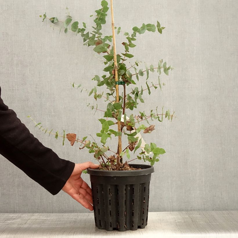 Example of Eucalyptus risdonii - Gomboom Pot van 4 l/5 l as you get in printemps
