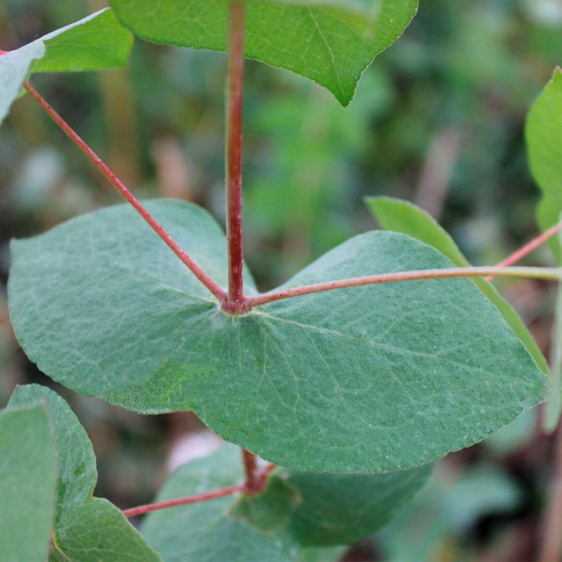 Eucalyptus risdonii - Gomboom (Blad)