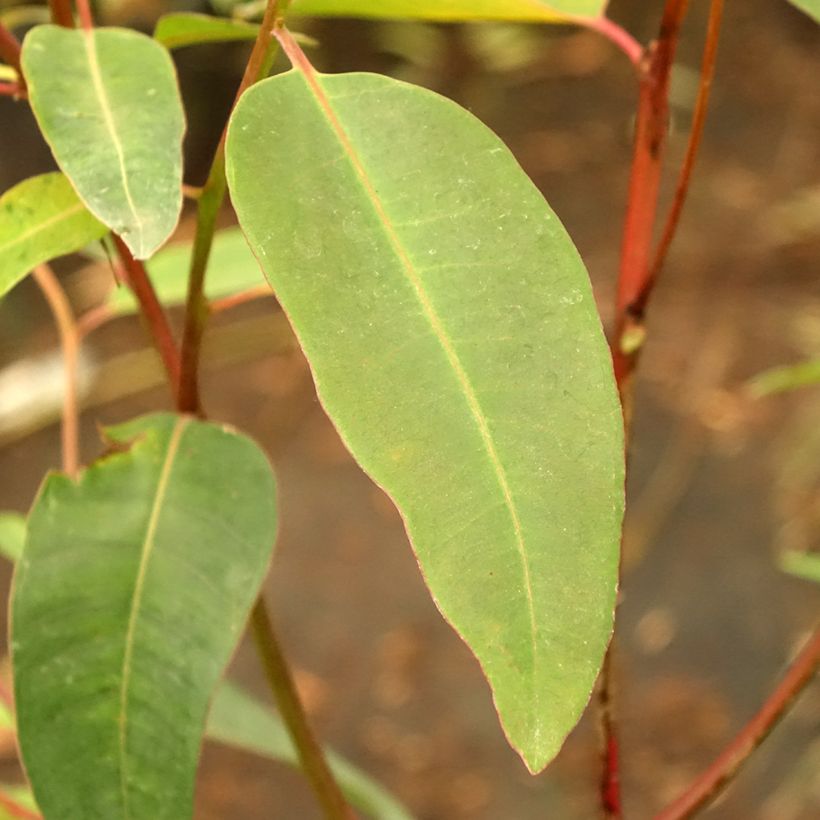 Eucalyptus robusta - Gomboom (Blad)