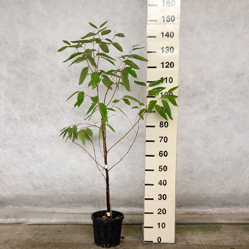 Exemplaar van Eucalyptus robusta - Gomboom Pot van 4 l/5 l zoals geleverd in de herfst