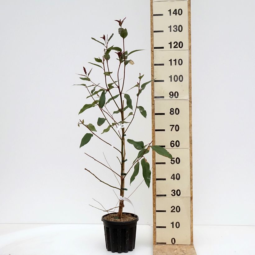 Example of Eucalyptus robusta - Gomboom Pot van 4 l/5 l as you get in printemps
