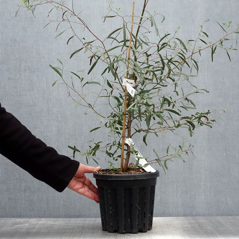 Exemplaar van Eucalyptus rodwayi - Gomboom Pot van 4 l/5 l zoals geleverd in de lente