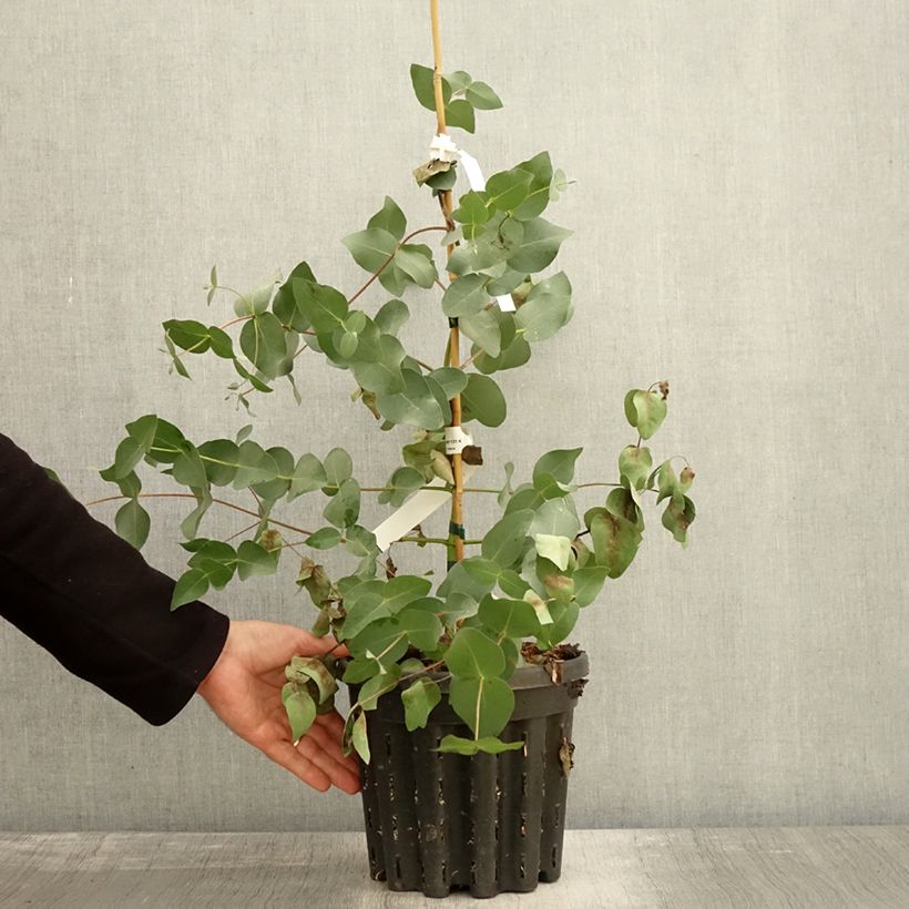 Exemplaar van Eucalyptus rubida Pot van 4 l/5 l zoals geleverd in de herfst