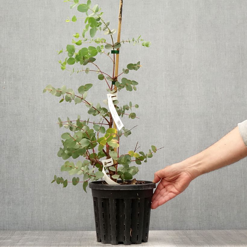 Exemplaar van Eucalyptus rubida Pot van 4 l/5 l zoals geleverd in de zomer
