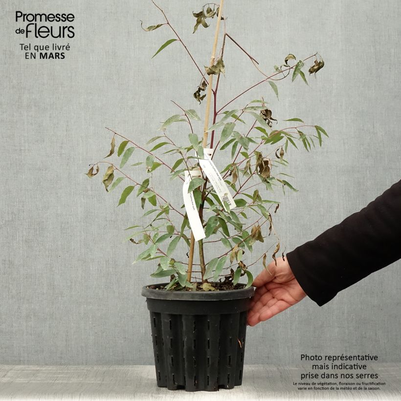 Exemplaar van Eucalyptus saligna - Gomboom Pot van 4 l/5 l zoals geleverd in de lente