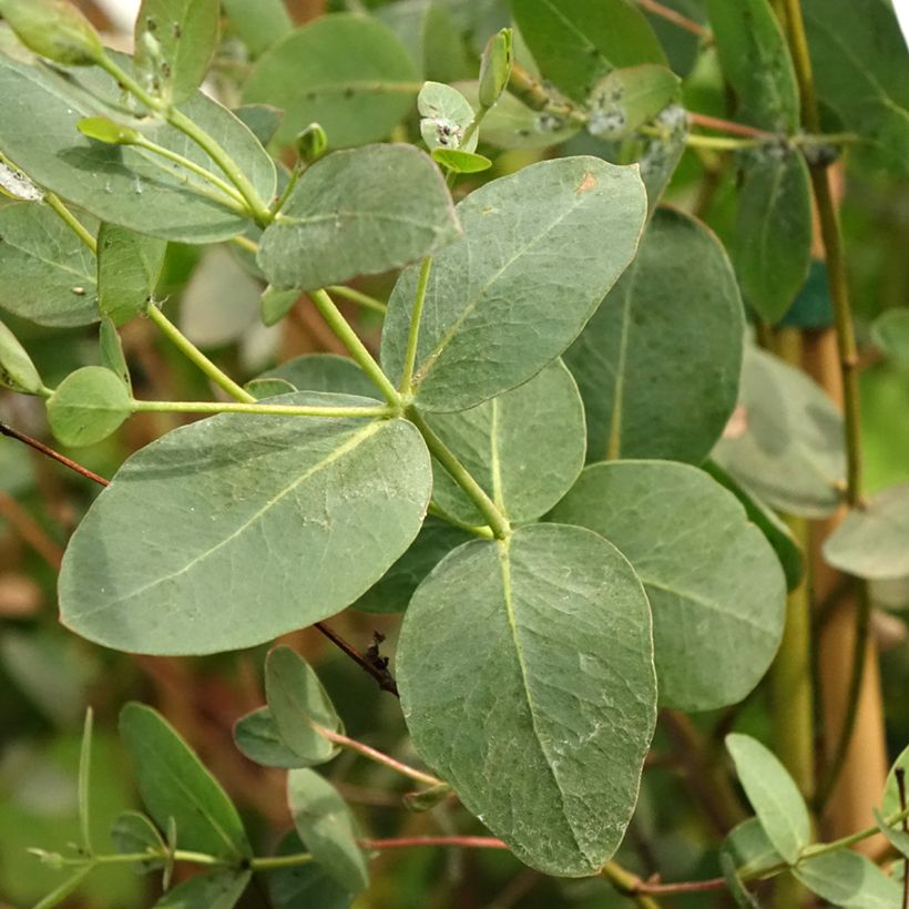 Eucalyptus saxatilis - Gomboom (Blad)