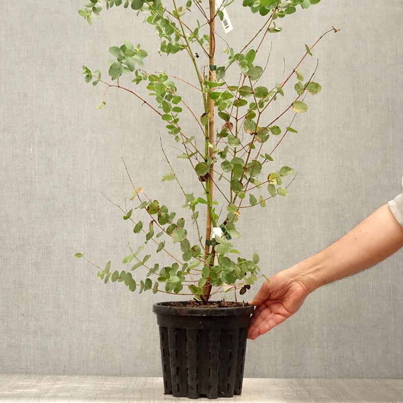 Exemplaar van Eucalyptus saxatilis - Gomboom Pot van 4 l/5 l zoals geleverd in de zomer