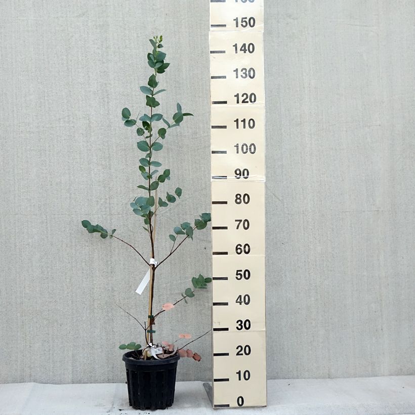 Exemplaar van Eucalyptus stellulata - Gomboom Pot van 3 l/4 l zoals geleverd in de herfst