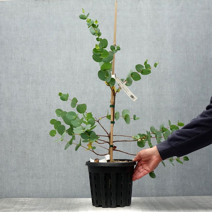 Exemplaar van Eucalyptus stellulata - Gomboom Pot van 3 l/4 l zoals geleverd in de zomer