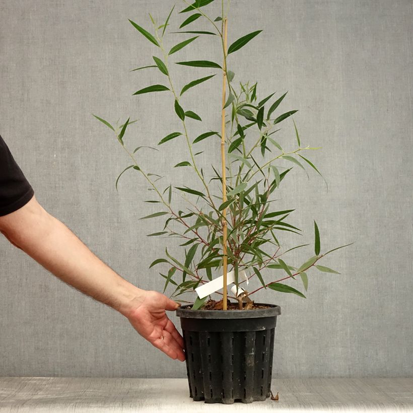Exemplaar van Eucalyptus stricta - Gomboom Pot van 4 l/5 l zoals geleverd in de zomer