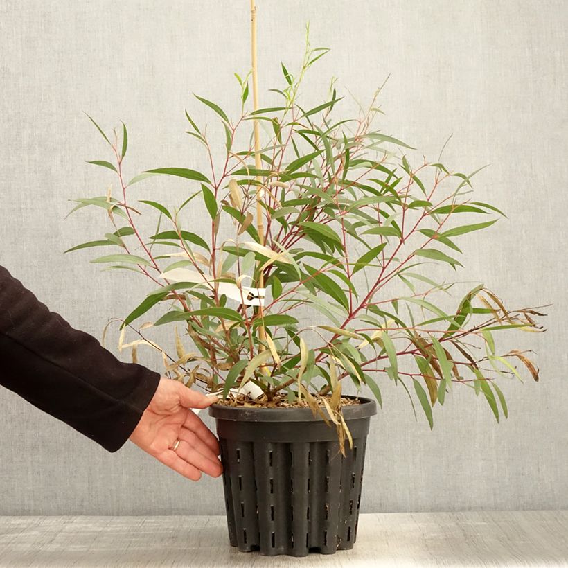 Example of Eucalyptus stricta - Gomboom Pot van 4 l/5 l as you get in printemps