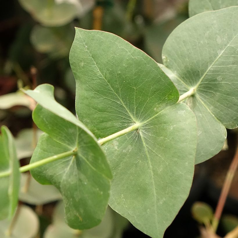 Eucalyptus sturgissiana - Gomboom (Blad)