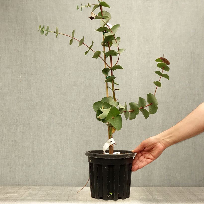 Exemplaar van Eucalyptus sturgissiana - Gomboom Pot van 4 l/5 l zoals geleverd in de zomer