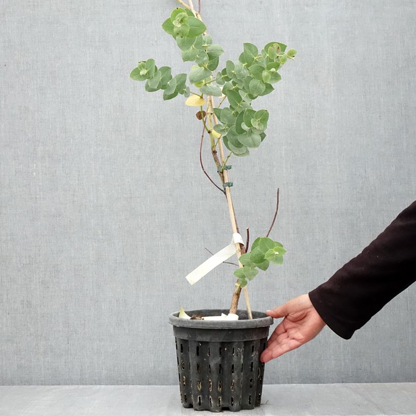 Exemplaar van Eucalyptus sturgissiana - Gomboom Pot van 4 l/5 l zoals geleverd in de herfst