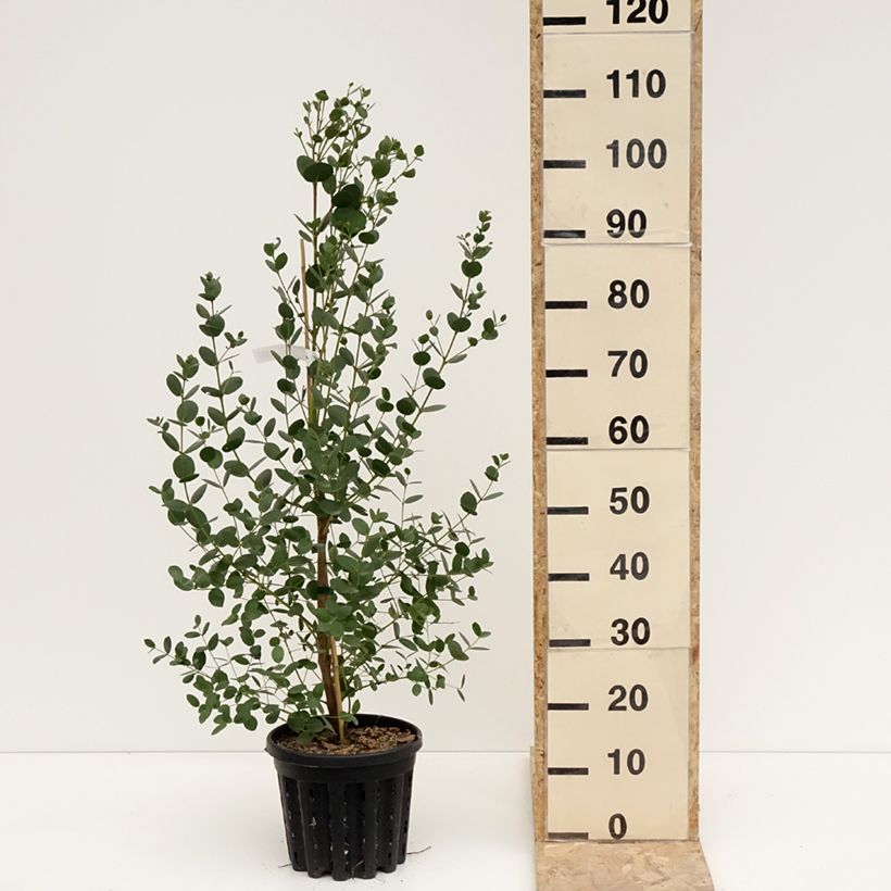 Exemplaar van Eucalyptus subcrenulata - Gommier jaune alpin de Tasmanie Pot de 4L/5L, Pot anti-chignon zoals geleverd in de winter