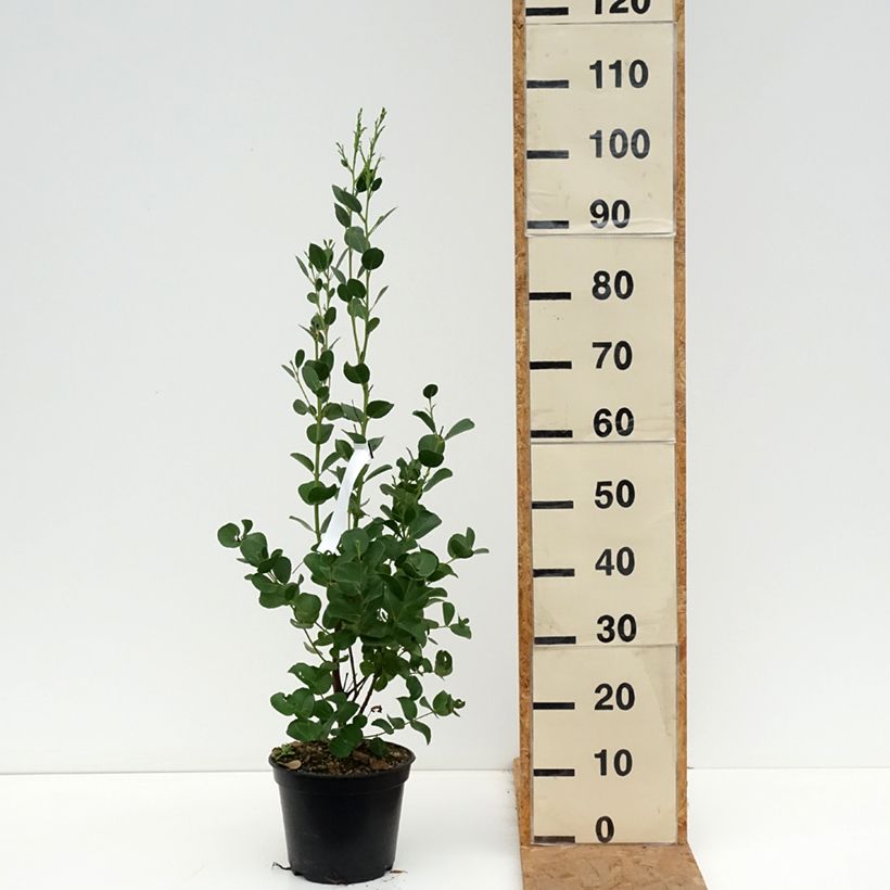 Exemplaar van Eucalyptus subcrenulata - Gomboom Pot van 4 l/5 l zoals geleverd in de herfst