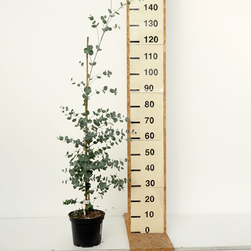 Exemplaar van Eucalyptus urnigera glauque - Gomboom Pot van 4 l/5 l zoals geleverd in de herfst