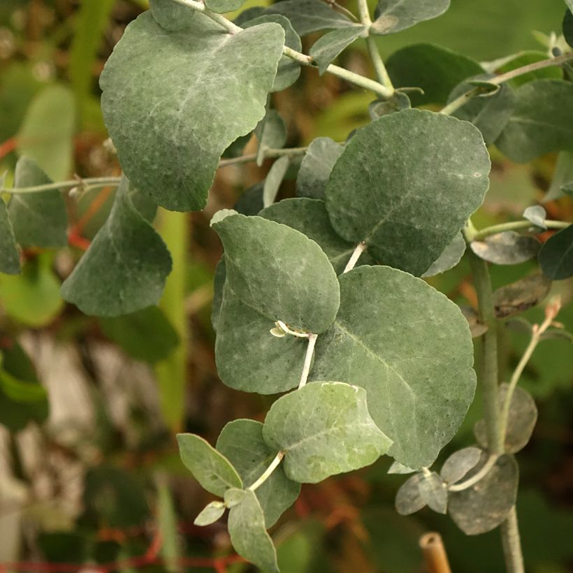 Eucalyptus urnigera glauque - Gomboom (Blad)