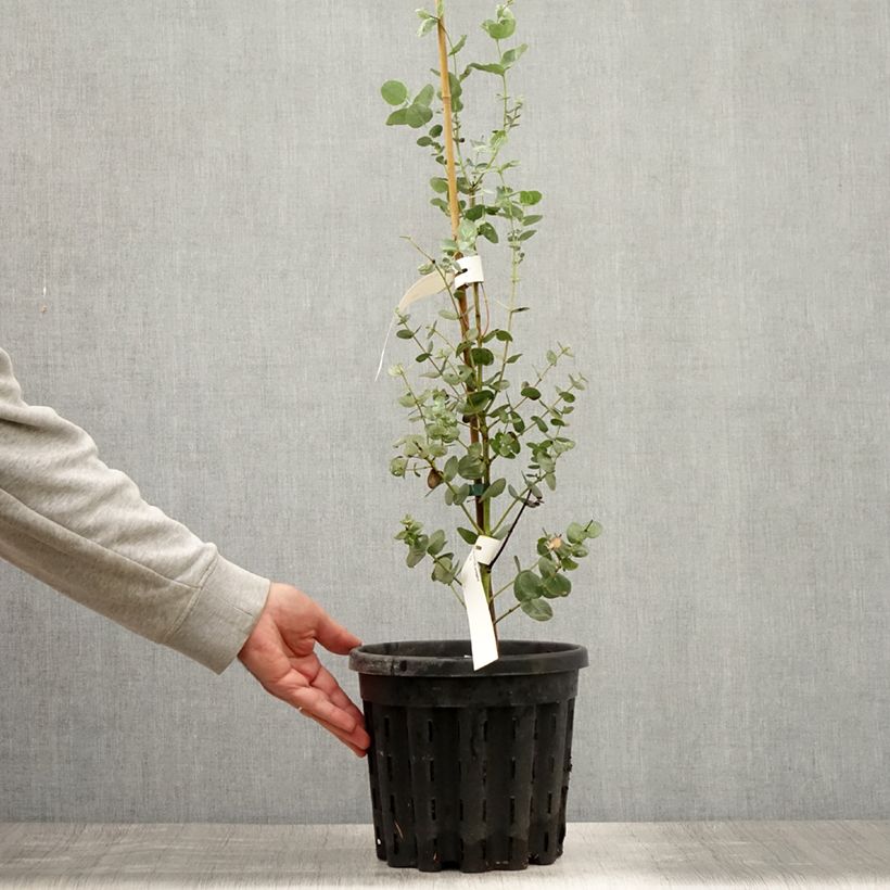 Exemplaar van Eucalyptus urnigera glauque - Gomboom Pot van 4 l/5 l zoals geleverd in de zomer