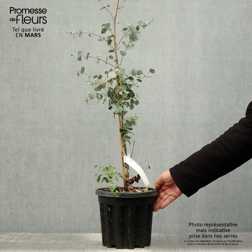 Exemplaar van Eucalyptus urnigera glauque - Gomboom Pot van 4 l/5 l zoals geleverd in de lente