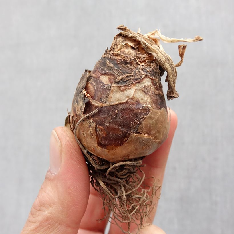 Exemplaar van Eucomis autumnalis - Kuiflelie Bol kaliber 14+ zoals geleverd in de lente