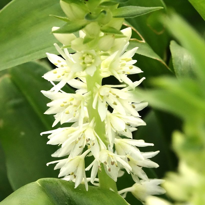 Eucomis autumnalis - Kuiflelie (Bloei)