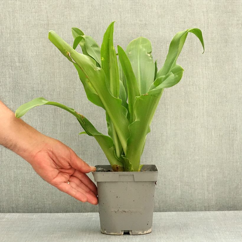 Exemplaar van Eucomis autumnalis - Kuiflelie Pot van 2 l/3 l kaliber 14/16 zoals geleverd in de lente