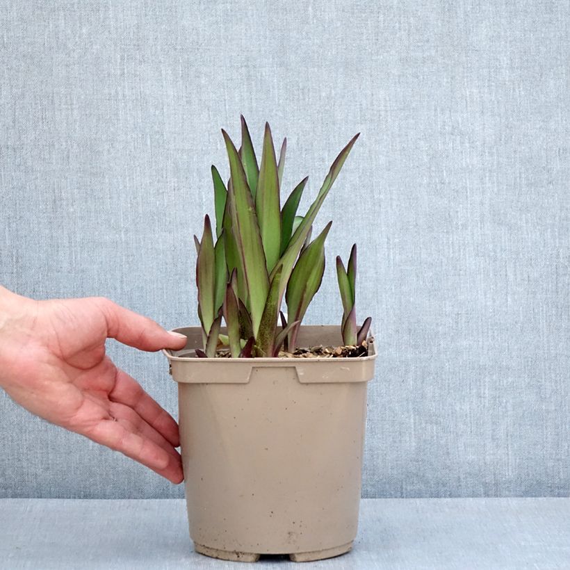 Exemplaar van Eucomis comosa Can Can - Ananasplant Pot van 3 l/4 l kaliber 18/20 zoals geleverd in de lente