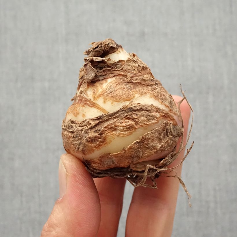 Exemplaar van Eucomis comosa Leia - Ananasplant Bol kaliber 18+ zoals geleverd in de lente