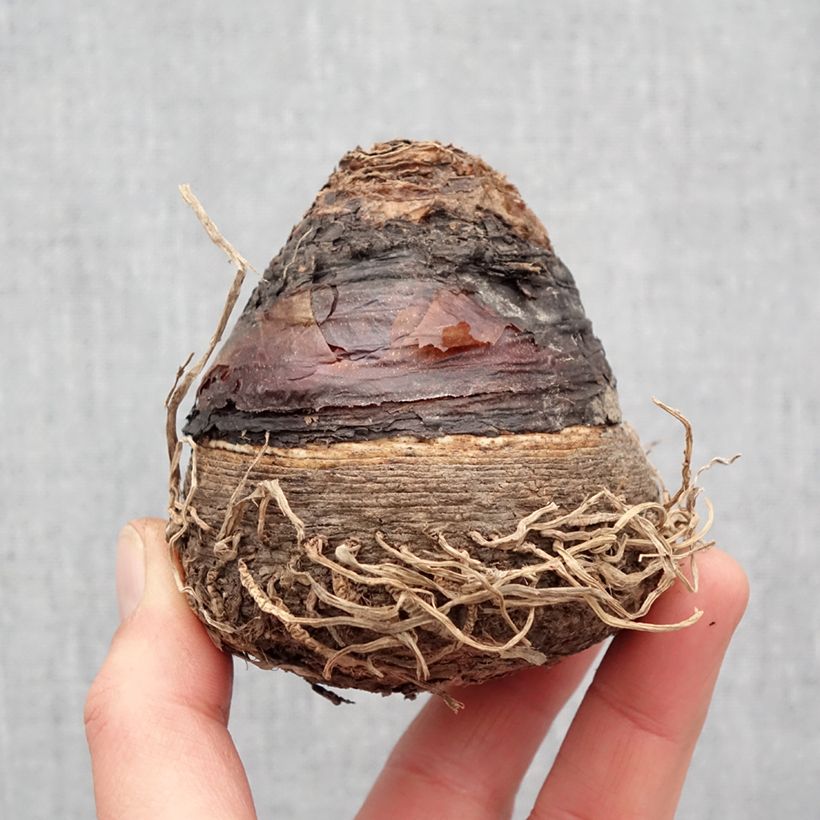 Exemplaar van Eucomis pole-evansii - Kuiflelie Bol kaliber 24+ zoals geleverd in de lente