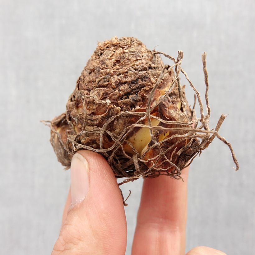 Exemplaar van Eucomis vandermerwei Octopus - Kuiflelie Bol kaliber 12+ zoals geleverd in de lente