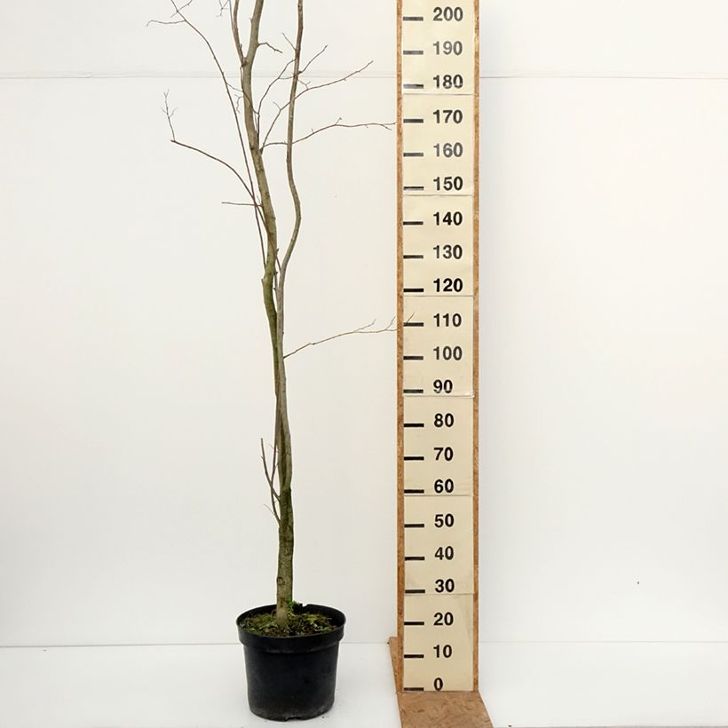 Exemplaar van Eucommia ulmoides - Winterharde rubberboom Pot van 12 l/15 l zoals geleverd in de herfst