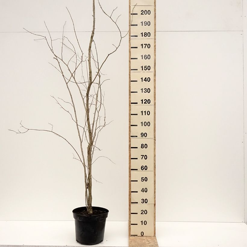 Exemplaar van Eucommia ulmoides - Winterharde rubberboom Pot van 12 l/15 l zoals geleverd in de winter