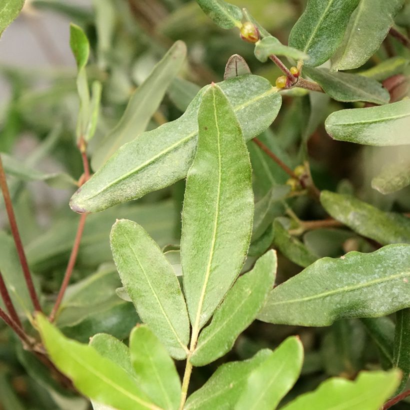 Eucryphia lucida Ballerina - Leatherwood (Blad)