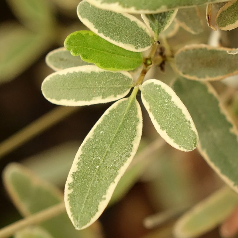 Eucryphia lucida Gilt Edge - Leatherwood (Blad)