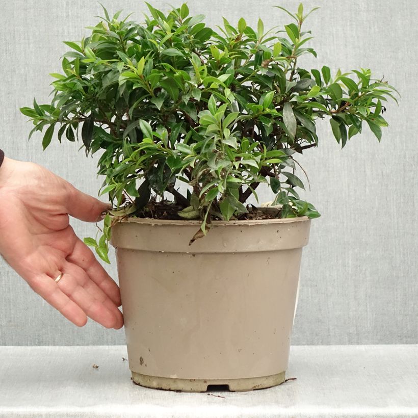 Exemplaar van Eugenia myrtifolia Compacta - Kersstruik Pot van 4 l/5 l zoals geleverd in de herfst