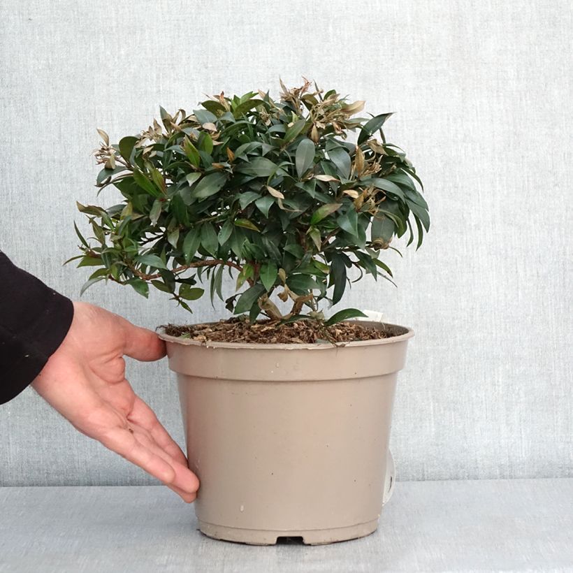 Exemplaar van Eugenia myrtifolia Compacta - Myrte d'Australie Pot de 4L/5L zoals geleverd in de winter