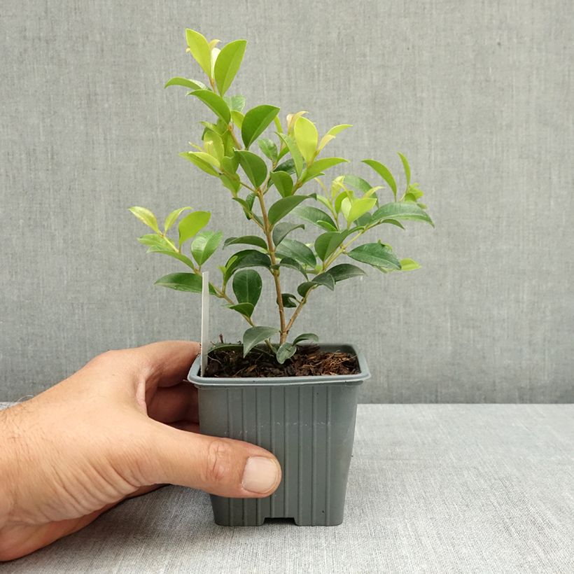 Exemplaar van Eugenia myrtifolia New Port - Kersstruik Kweekpotje van 8/9 cm zoals geleverd in de zomer